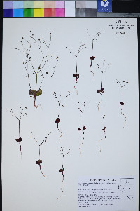 Eriogonum esmeraldense image
