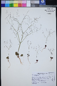 Eriogonum esmeraldense image