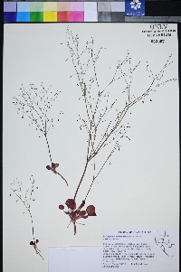 Eriogonum esmeraldense var. esmeraldense image