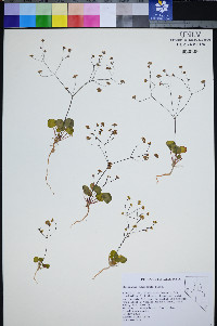Eriogonum rubricaule image