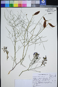 Astragalus pterocarpus image