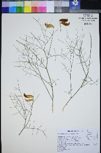 Astragalus pterocarpus image