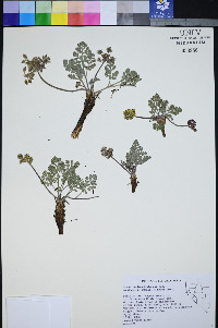 Lomatium foeniculaceum subsp. macdougalii image