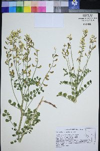 Astragalus porrectus image