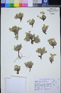 Xanthisma grindelioides var. depressum image