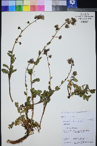 Phacelia petrosa image
