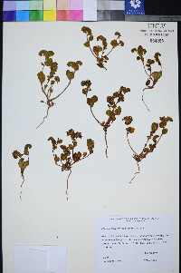 Phacelia filiae image