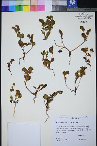 Phacelia filiae image
