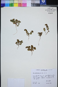 Phacelia filiae image