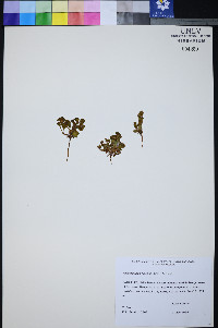 Phacelia filiae image