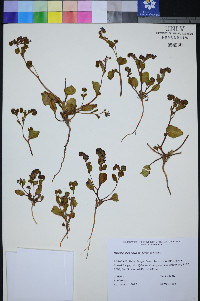 Phacelia filiae image
