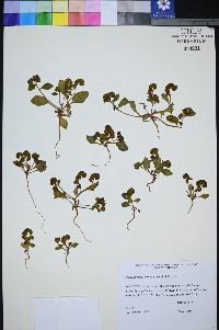 Phacelia filiae image