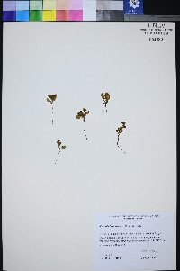 Phacelia filiae image