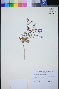 Phacelia petrosa image