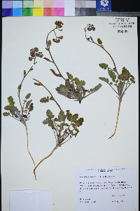 Phacelia petrosa image