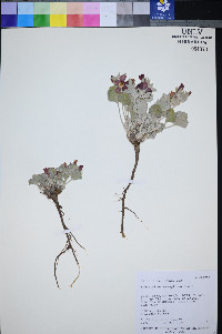 Sphaeralcea caespitosa image