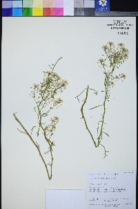 Lepidium montanum image