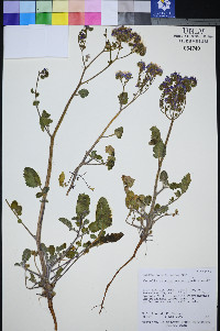 Phacelia petrosa image