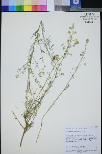 Lepidium montanum image