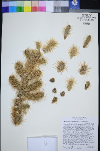 Cylindropuntia multigeniculata image