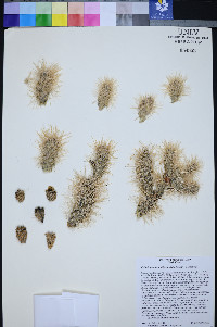 Cylindropuntia multigeniculata image