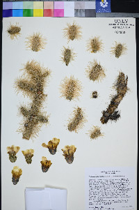 Cylindropuntia multigeniculata image