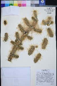 Cylindropuntia multigeniculata image