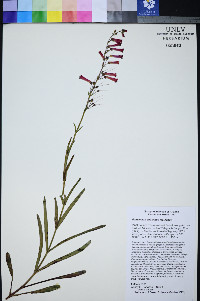 Penstemon subulatus image