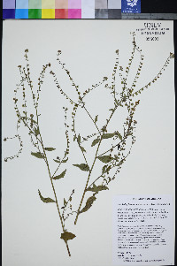 Hackelia pinetorum image