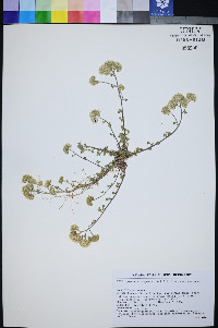 Ipomopsis congesta subsp. congesta image