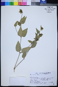 Mirabilis pudica image