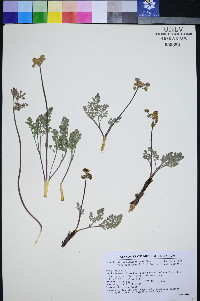 Lomatium foeniculaceum subsp. macdougalii image