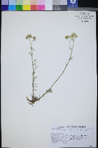 Ipomopsis congesta subsp. congesta image