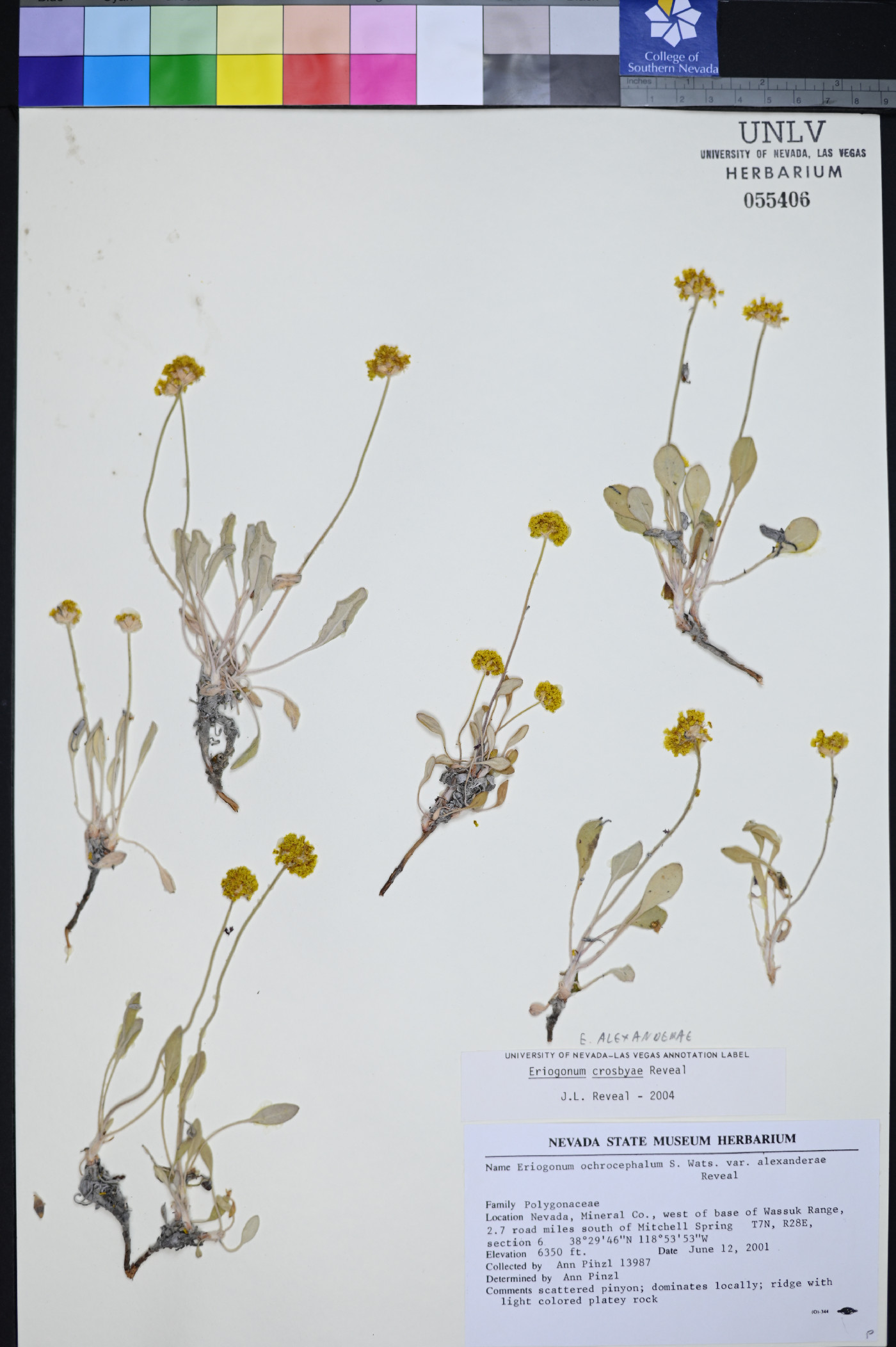 Eriogonum alexanderae image