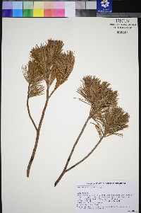 Pinus albicaulis image