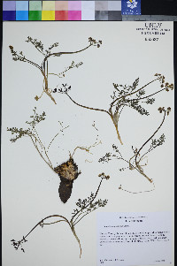 Lomatium roseanum image