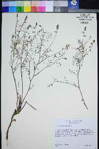 Astragalus solitarius image