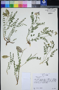 Astragalus oophorus image