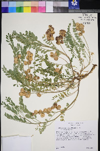 Astragalus lentiginosus var. latus image