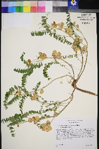 Astragalus lentiginosus var. latus image