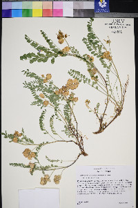 Astragalus lentiginosus var. latus image