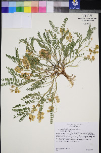 Astragalus lentiginosus var. latus image