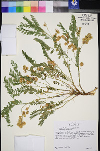 Astragalus lentiginosus var. latus image