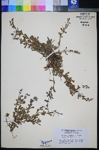 Penstemon thompsoniae var. jaegeri image