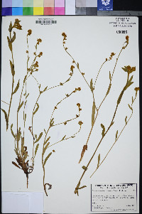 Plagiobothrys fulvus image