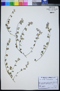 Lotus argophyllus image