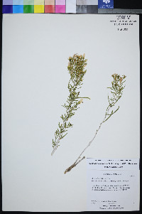 Mentzelia memorabilis image