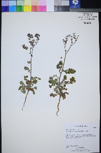 Phacelia petrosa image