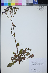 Phacelia petrosa image