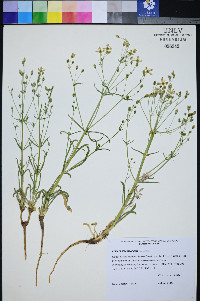 Frasera albomarginata image